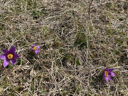 25-03-21 12-21-28 2484